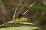 Gohlson's sedge